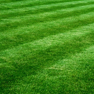returfed new lawn